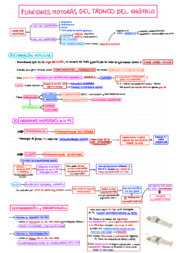 M3-TRONCOENCEFALO.pdf