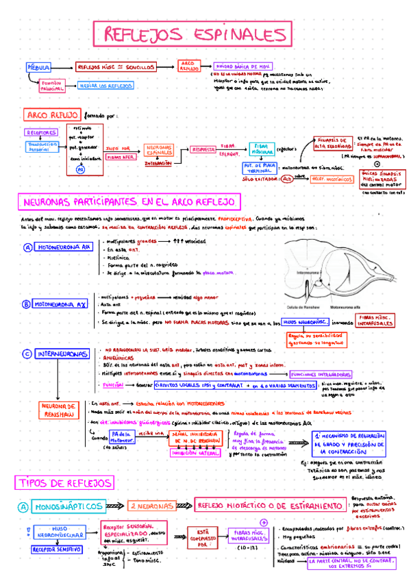 M2-REFLEJOS-ESPINALES.pdf