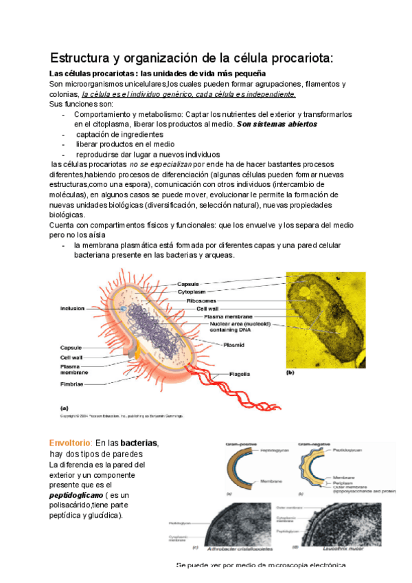 Tema-2.1.-Estructura-i-organitzacio-de-la-cel.lula-procariota.pdf