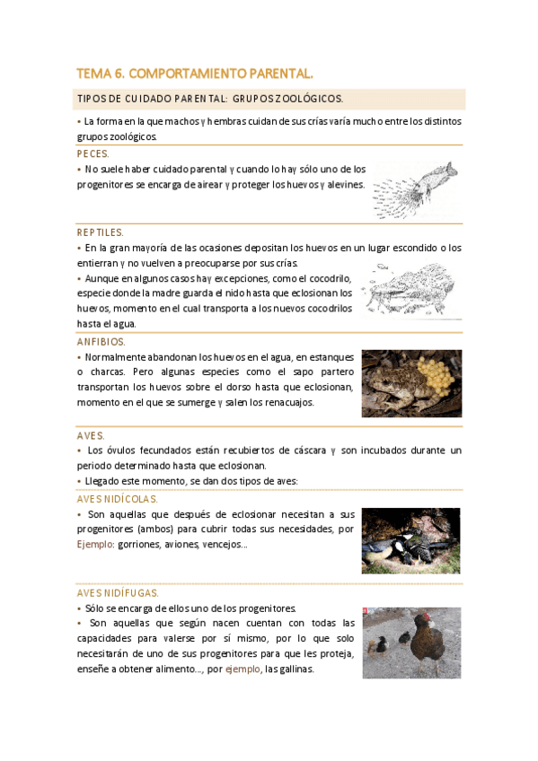 Tema 6 Comportamiento Parental Pdf
