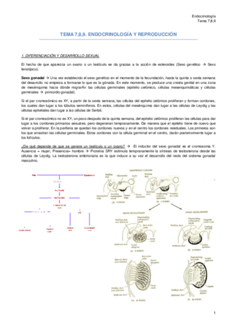 TEMA 7-8,9 - Endocrinologia y reproducción.pdf