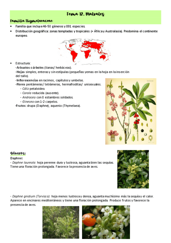 Tema-12.-Malvales.pdf
