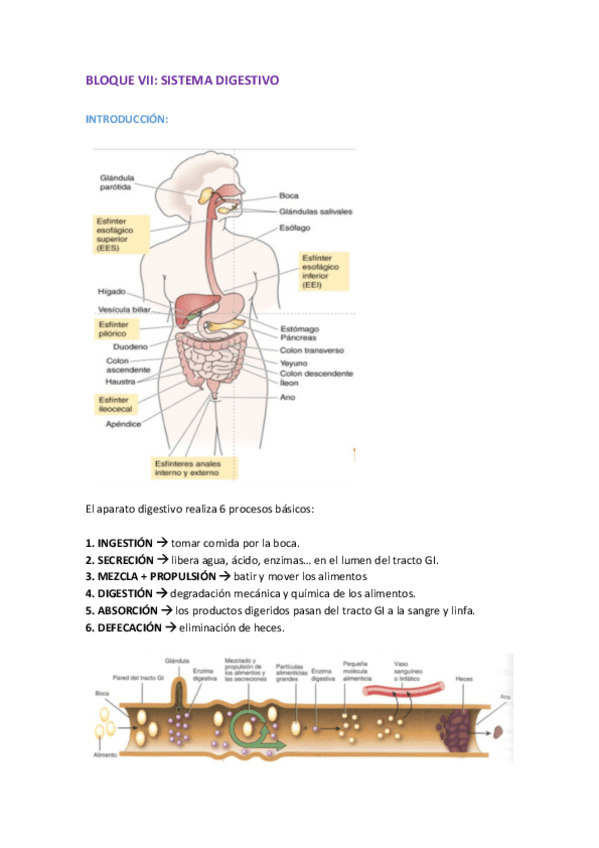 BLOQUE-VII-DIGESTIVO.pdf