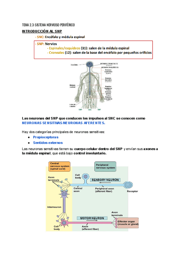 TEMA-2.3-SISTEMA-NERVIOSO-PERIFERICO.pdf