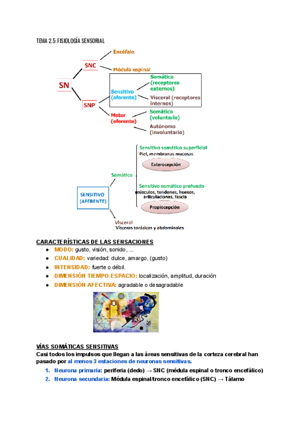 TEMA-2.5-FISIOLOGIA-SENSORIAL.pdf