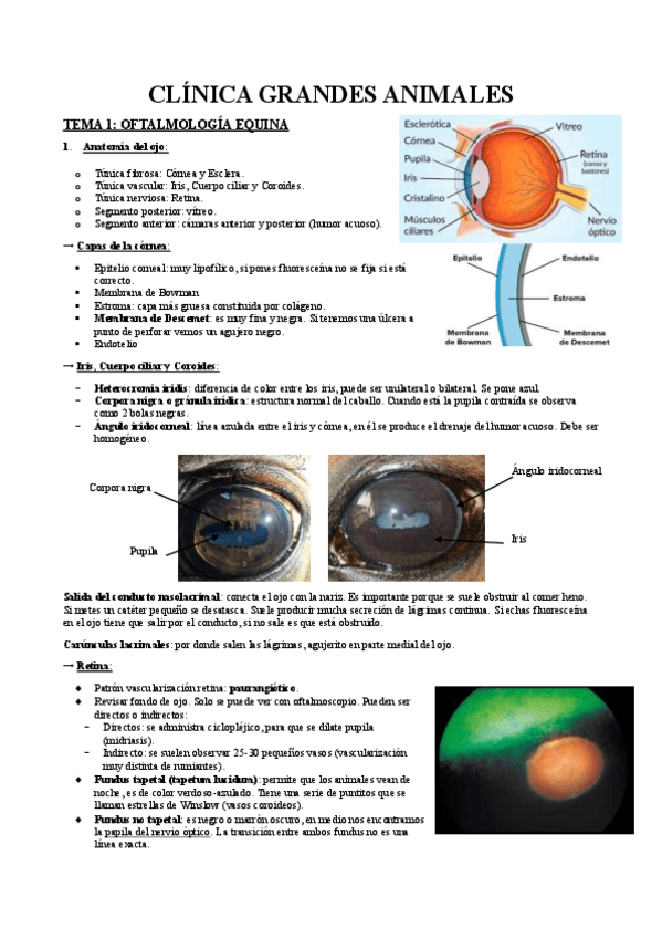 Apuntes-Clinica-Grandes.pdf
