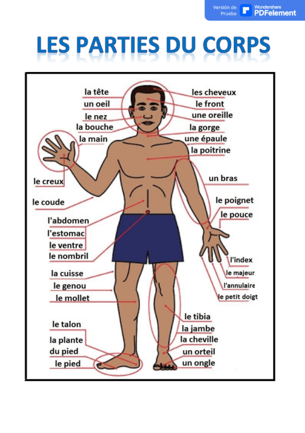 vocabulaire-maladies-symptomes.pdf