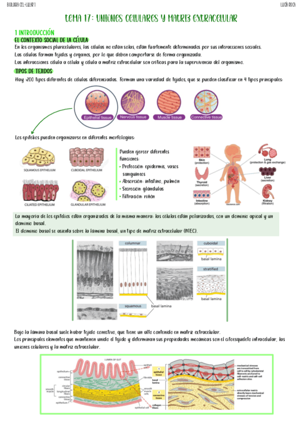 tema-17-biologia-celular-I.pdf