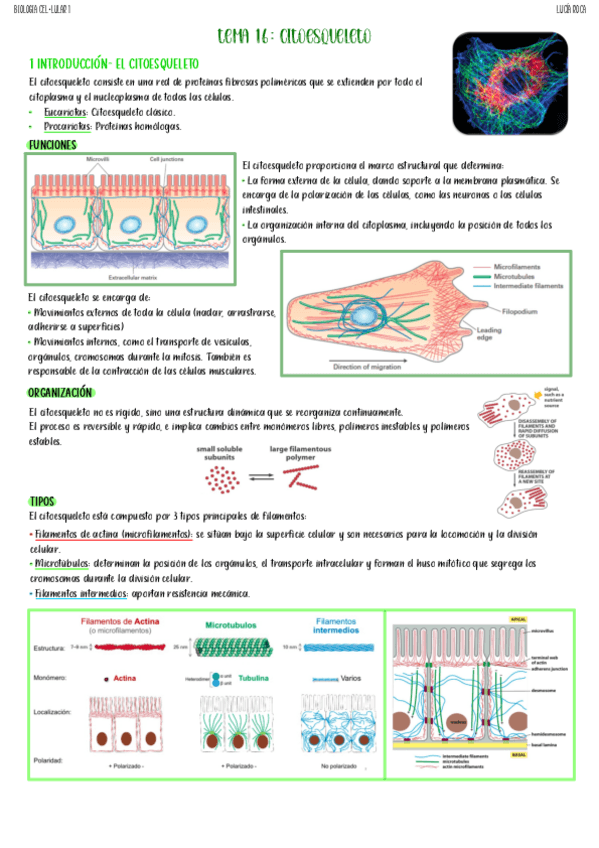 tema-16-biologia-celular-I.pdf