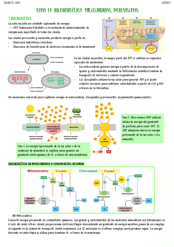 tema-14-biologia-celular-I.pdf