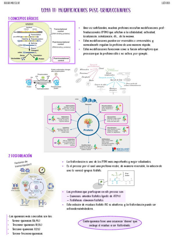 tema-11-biologia-molecular.pdf