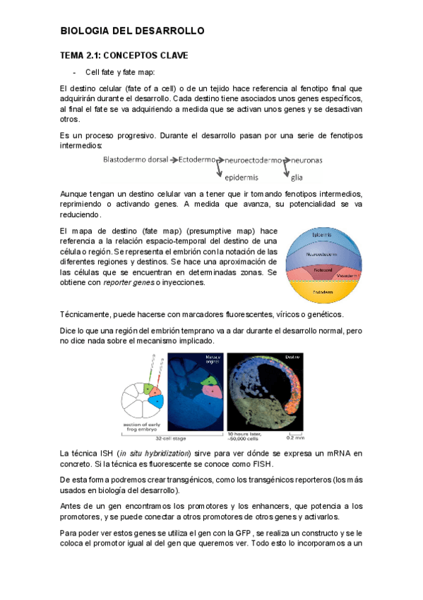 tema-2.1.-desarrollo.pdf