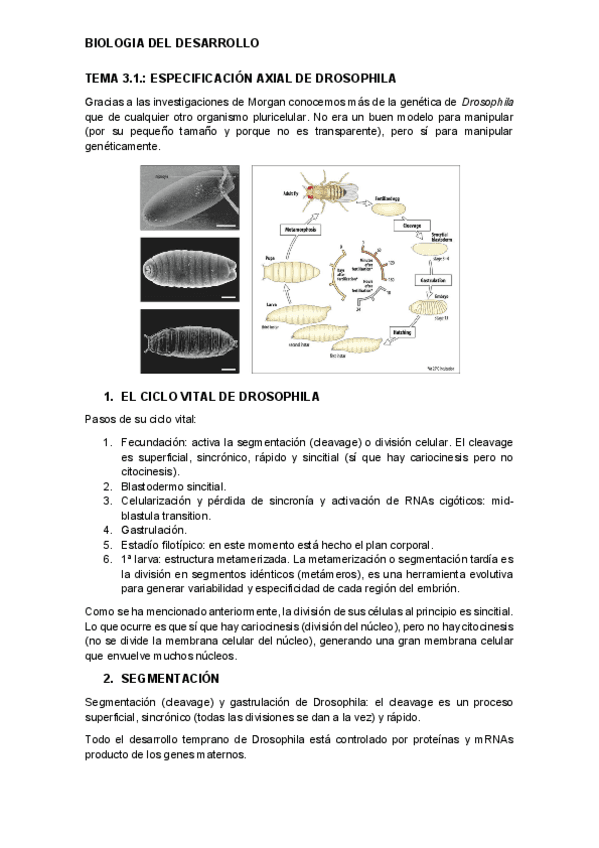 tema-3.1.-desarrollo.pdf