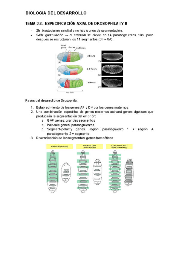 tema-3.2.-desarrollo.pdf