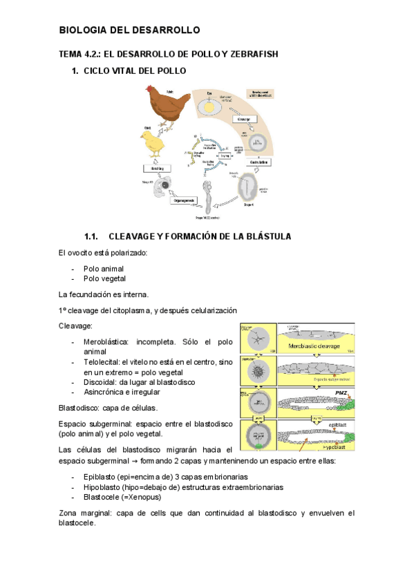 tema-4.2.-desarrollo.pdf