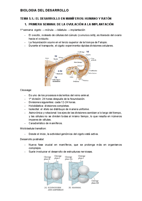 tema-5.1.-desarrollo.pdf