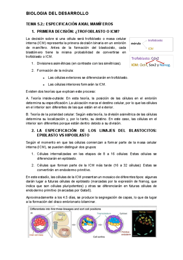 tema-5.2.-desarrollo.pdf