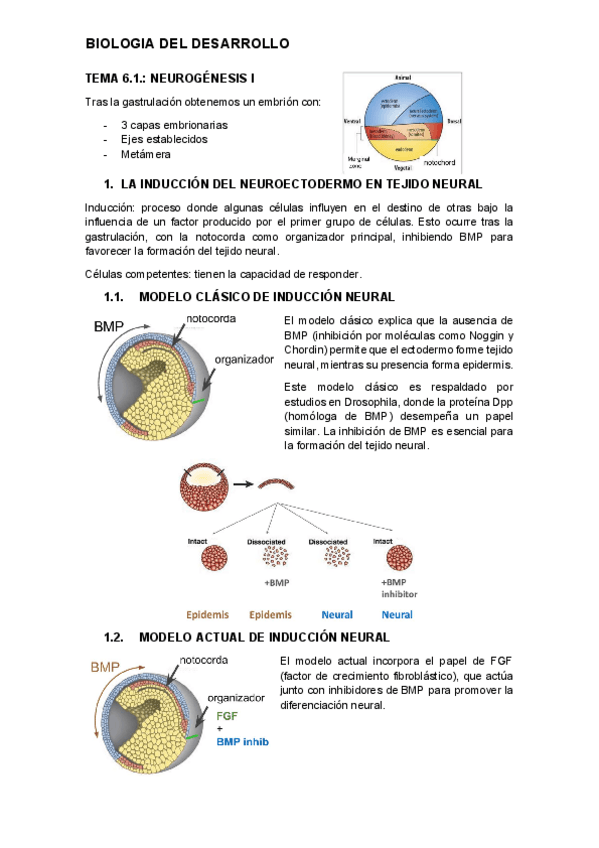 tema-6.1.-desarrollo.pdf