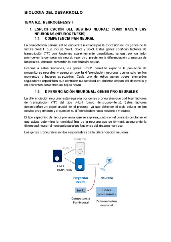 tema-6.2.-desarrollo.pdf