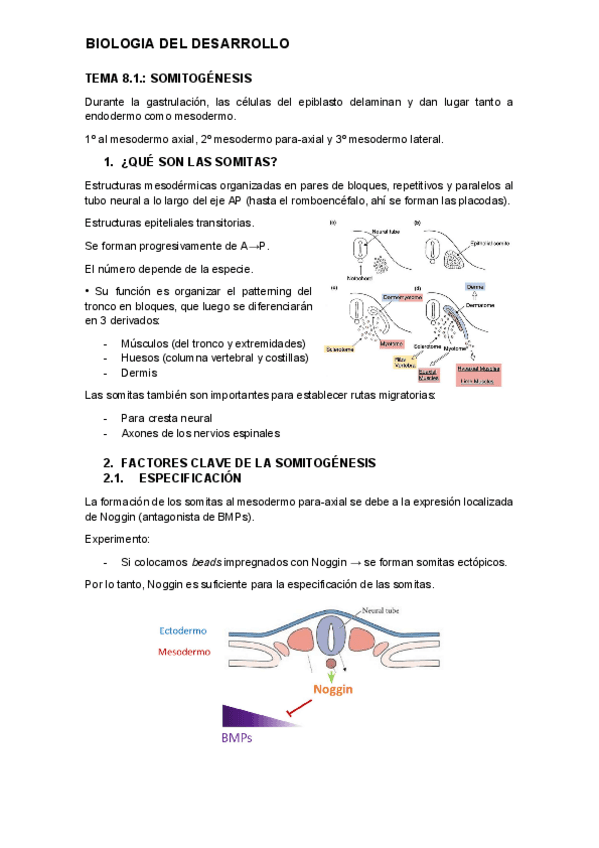 tema-8.1.-desarrollo.pdf