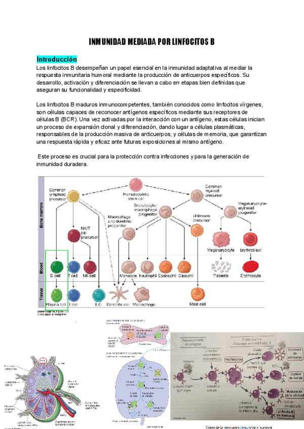 tema-14-inmunidad-mediada-por-linfocitosB.pdf