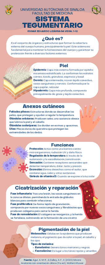 Infografía del Sistema Tegumentario (Anatomía).pdf
