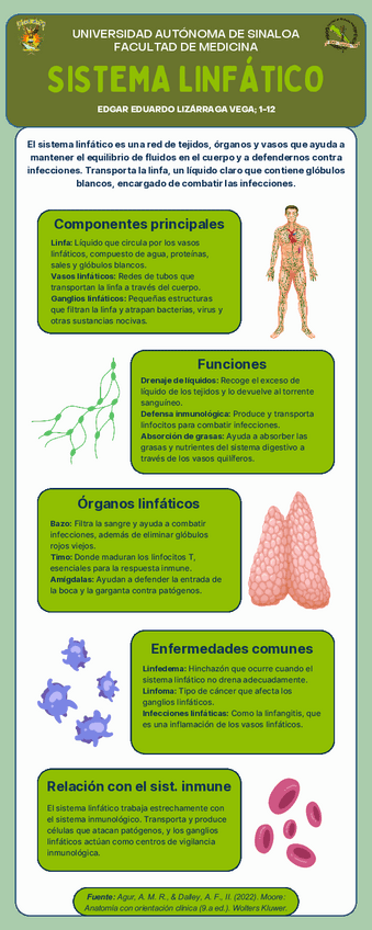 Infografía del Sistema Linfático (Anatomía).pdf
