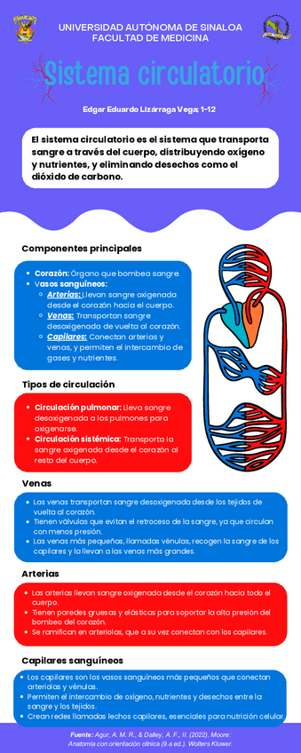 Infografía del Sistema Circulatorio (Anatomía).pdf