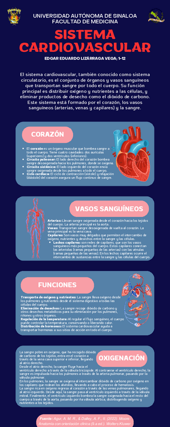 Infografía del Sistema Cardiovascular (Anatomía).pdf