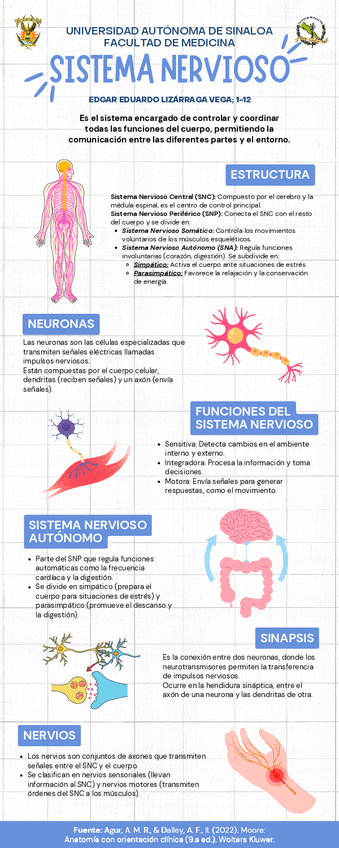 Infografía del Sistema Nervioso (Anatomía y Neuroanatomía).pdf