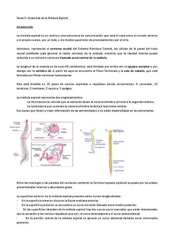 Neuroanatomia-5-12.pdf