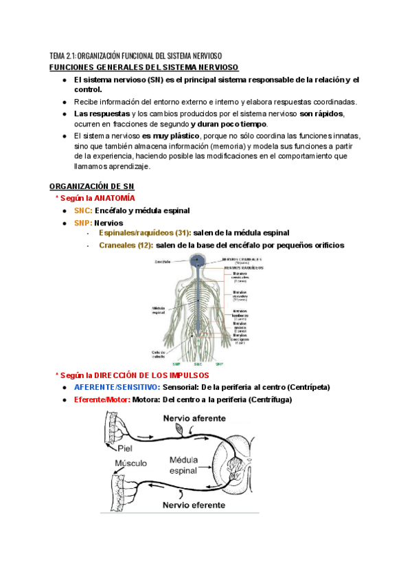TEMA-2.1-ORGANIZACION-FUNCIONAL-DEL-SISTEMA-NERVIOSO.pdf