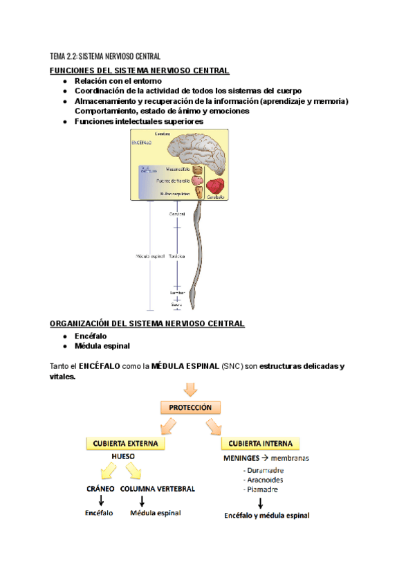 TEMA-2.2-SISTEMA-NERVIOSO-CENTRAL.pdf