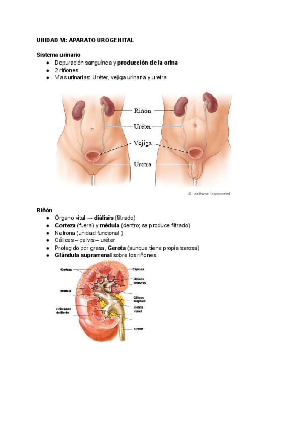 UNIDAD-VI-APARATO-UROGENITAL-1.pdf