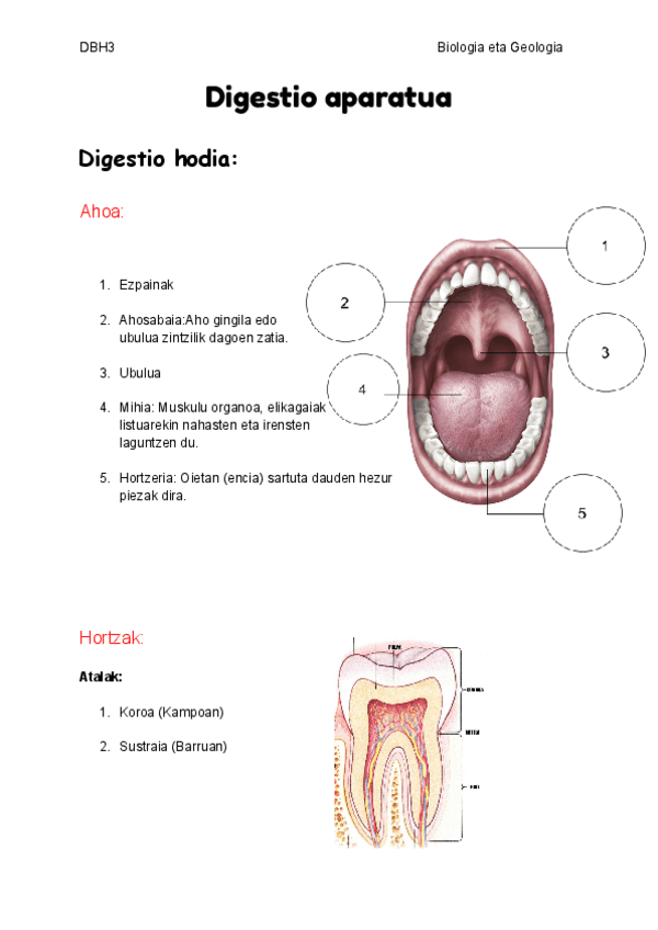 Digestio-aparatua.pdf