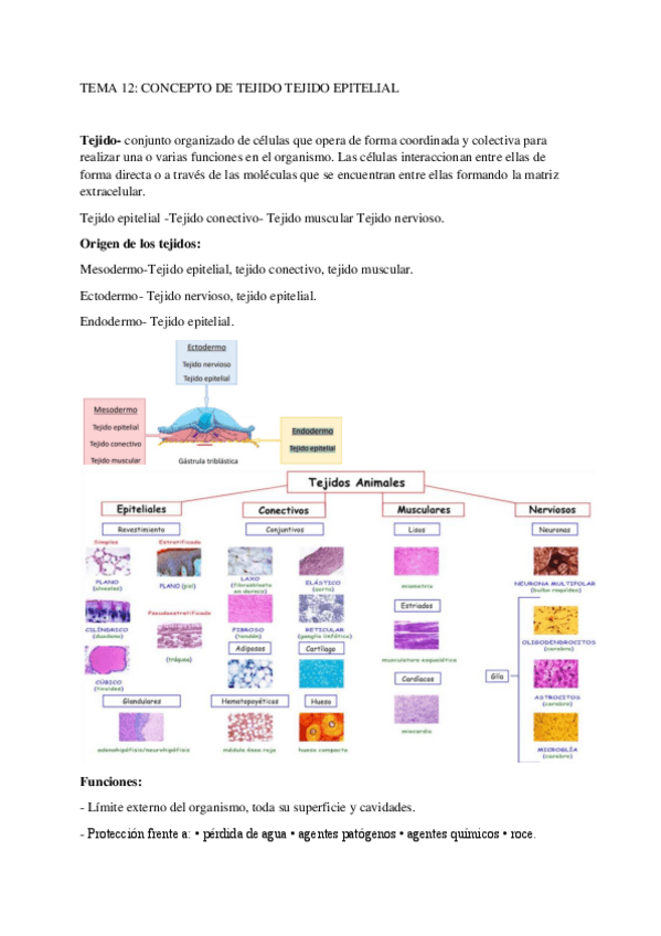 TEMA-12-CONCEPTO-DE-TEJIDO-TEJIDO-EPITELIAL.pdf