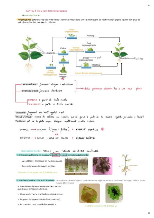 CHAPTER-3-Pathways-and-phases-of-micropropagation.pdf