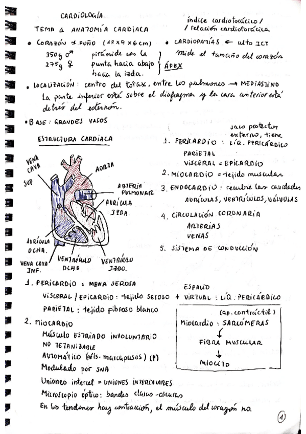 resumen-cardio.pdf