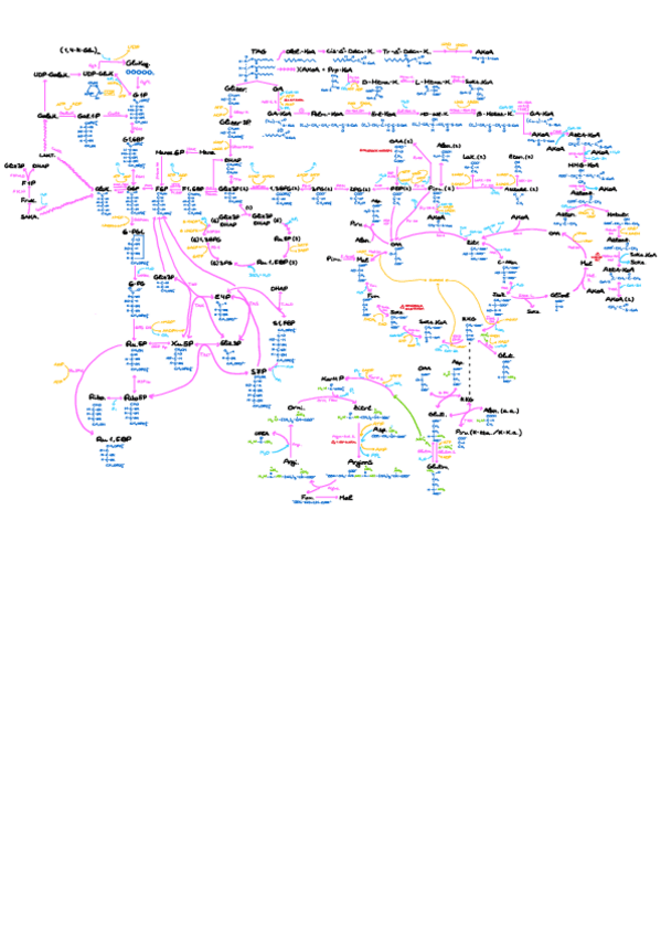 MAPA-METABOLIKOMAPA-METABOLICO.pdf