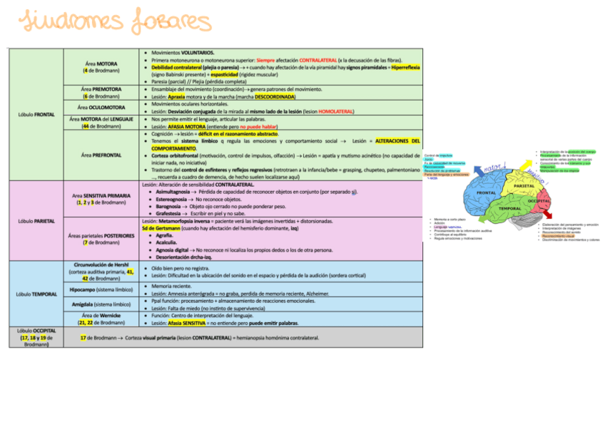 T29.-Alteraciones-de-la-corteza-cerebral-Sindromes-Lobares.pdf
