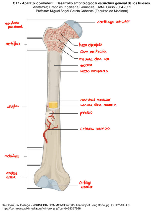 Laminas-completo-ANATOMIA.pdf