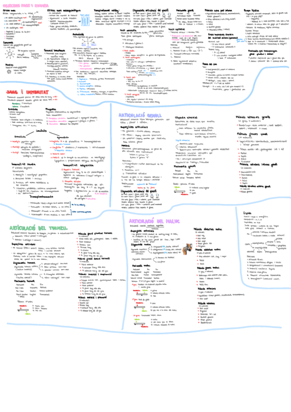 Anato-resum-1-pagina.pdf