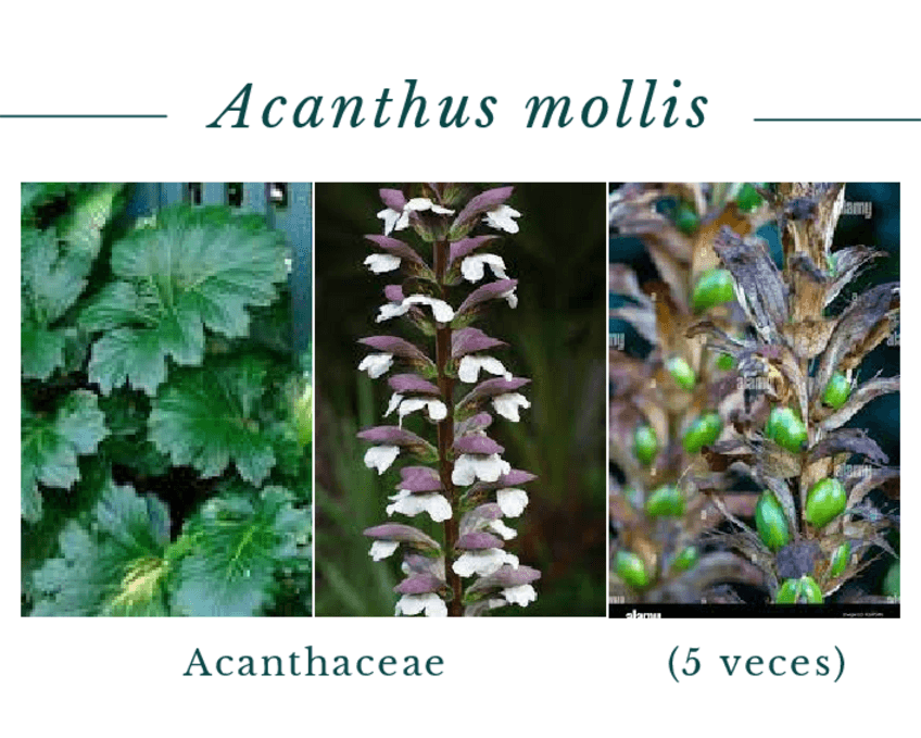 UPC-Reconocimiento-de-Especies.pdf