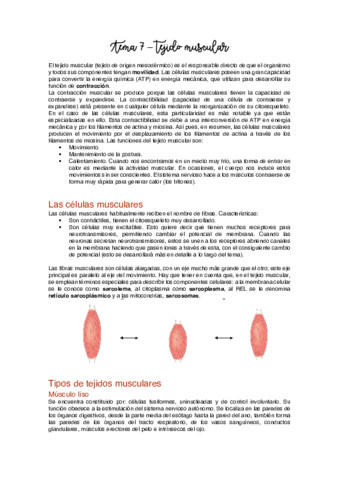 Tema 7 - Tejido muscular.pdf