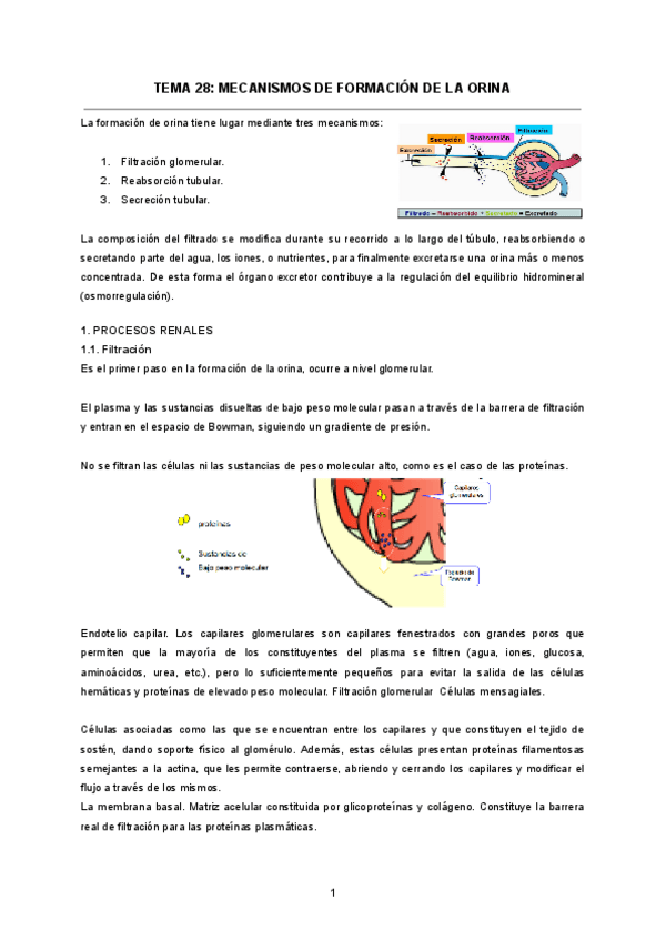 TEMA-28-MECANISMOS-DE-FORMACION-DE-LA-ORINA.pdf