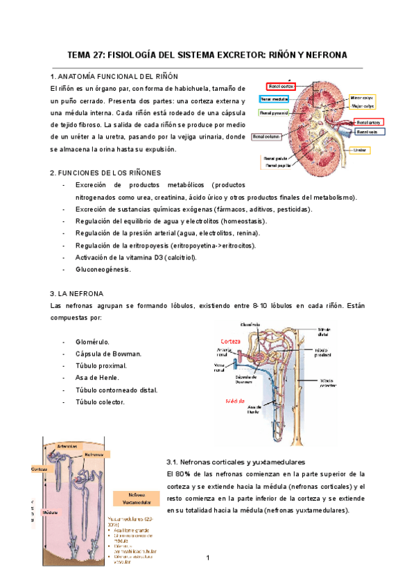 TEMA-27-FISIOLOGIA-DEL-SISTEMA-EXCRETOR-RINON-Y-NEFRONA.pdf