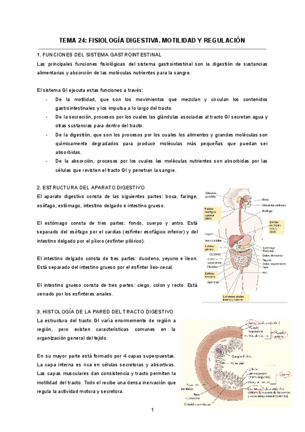TEMA-24-FISIOLOGIA-DIGESTIVA.pdf