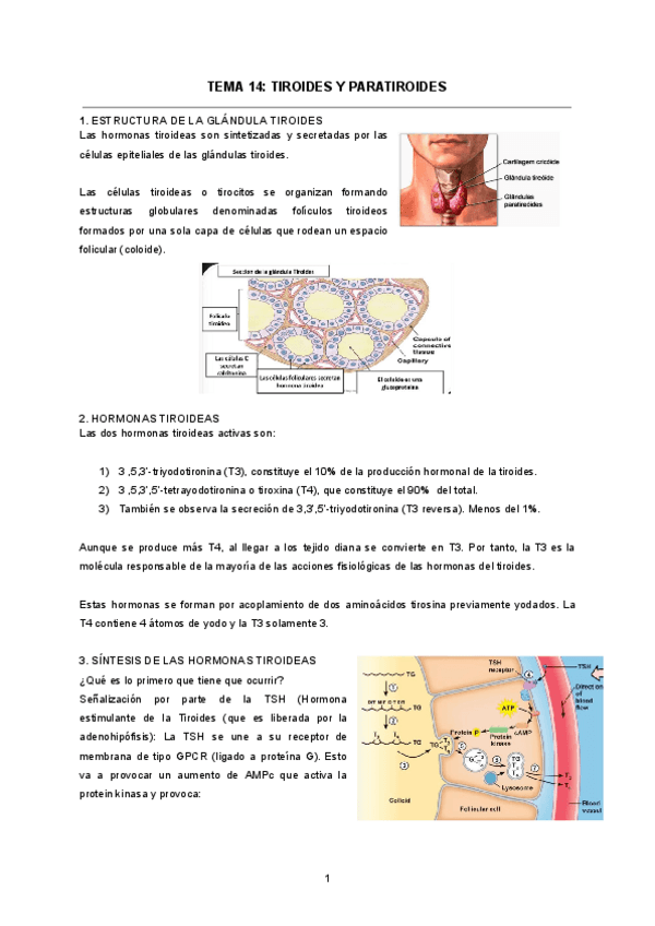 TEMA-14-TIROIDES-Y-PARATIROIDES.pdf