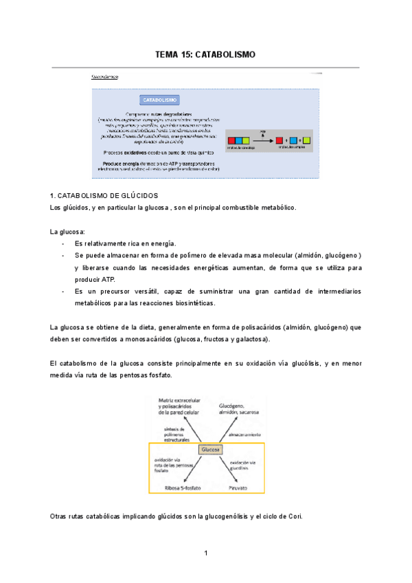 TEMA-15-CATABOLISMO.pdf