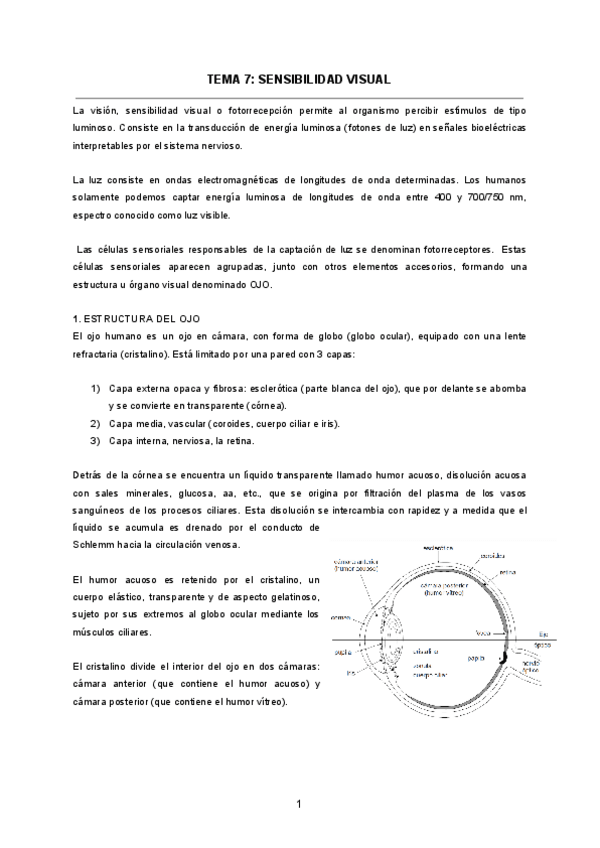 TEMA-7-SENSIBILIDAD-VISUAL.pdf